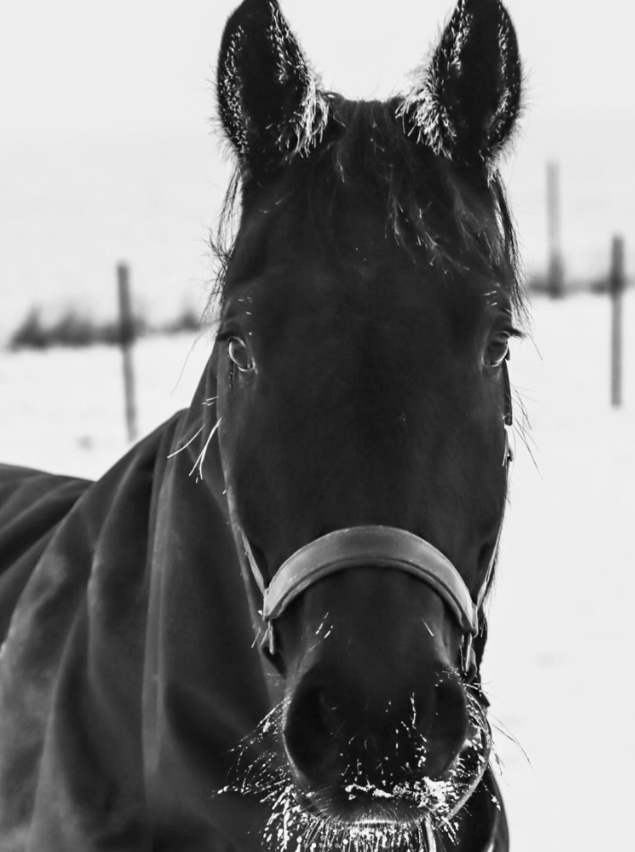 Nicke